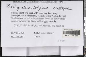 Eurhynchiadelphus eustegia (Besch.) Ignatov & Huttunen, Bryophytes, Bryophytes - Russian Far East (excl. Chukotka & Kamchatka) (B20) (Russia)