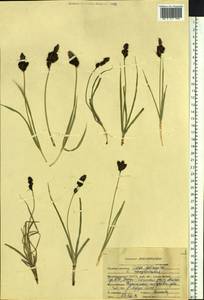 Carex melanantha C.A.Mey., Siberia, Altai & Sayany Mountains (S2) (Russia)