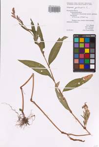 Persicaria maculosa Gray, Eastern Europe, Central region (E4) (Russia)