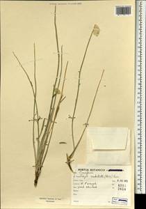 Fibigia umbellata (Boiss.) Boiss., South Asia, South Asia (Asia outside ex-Soviet states and Mongolia) (ASIA) (Iran)