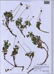 Geum pentapetalum (L.) Makino, Siberia, Russian Far East (S6) (Russia)