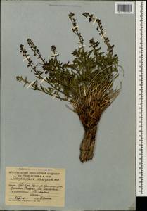 Scrophularia variegata M. Bieb., Caucasus, South Ossetia (K4b) (South Ossetia)