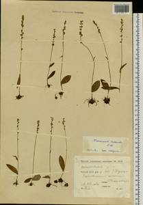 Herminium monorchis (L.) R.Br., Siberia, Yakutia (S5) (Russia)