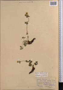 Potentilla tephroleuca (Th. Wolf) B. Fedtsch., Middle Asia, Pamir & Pamiro-Alai (M2) (Tajikistan)