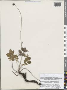 Sanguisorba officinalis L., Eastern Europe, Central forest-and-steppe region (E6) (Russia)