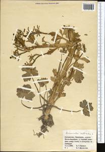 Ranunculus sceleratus L., Middle Asia, Syr-Darian deserts & Kyzylkum (M7) (Uzbekistan)