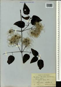 Clematis vitalba L., Caucasus, Black Sea Shore (from Novorossiysk to Adler) (K3) (Russia)