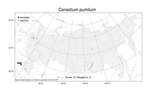 Cerastium pumilum Curtis, Atlas of the Russian Flora (FLORUS) (Russia)