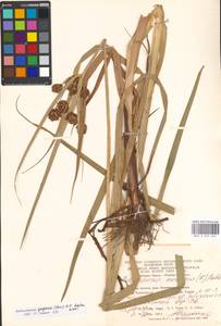 Bolboschoenus yagara (Ohwi) Y.C.Yang & M.Zhan, Eastern Europe, Eastern region (E10) (Russia)
