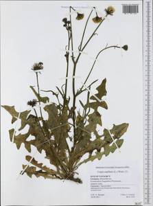 Crepis capillaris (L.) Wallr., Western Europe (EUR) (Germany)
