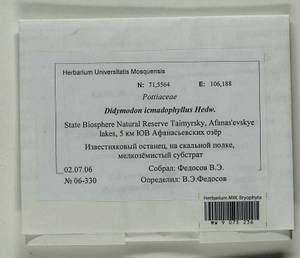 Didymodon icmadophilus (Schimp. ex Müll. Hal.) K. Saito, Bryophytes, Bryophytes - Krasnoyarsk Krai, Tyva & Khakassia (B17) (Russia)