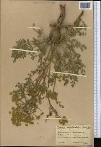Zosima absinthifolia (Vent.) Link, Middle Asia, Kopet Dag, Badkhyz, Small & Great Balkhan (M1) (Turkmenistan)