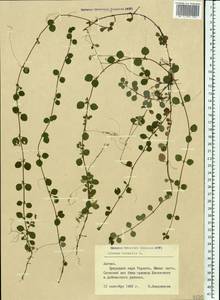 Linnaea borealis L., Eastern Europe, Latvia (E2b) (Latvia)