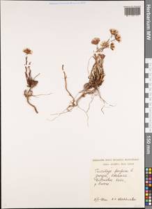 Tussilago farfara L., Caucasus, Georgia (K4) (Georgia)
