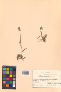 Phleum alpinum L., Siberia, Russian Far East (S6) (Russia)