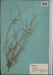 Astragalus, Middle Asia, Pamir & Pamiro-Alai (M2) (Tajikistan)