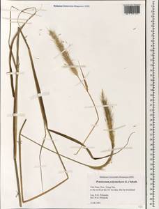 Pennisetum polystachion, South Asia, South Asia (Asia outside ex-Soviet states and Mongolia) (ASIA) (Vietnam)