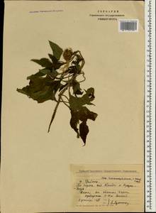 Asteraceae, South Asia, South Asia (Asia outside ex-Soviet states and Mongolia) (ASIA) (Sri Lanka)