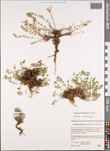 Oxytropis leucantha (Pall.)Bunge, Siberia, Russian Far East (S6) (Russia)