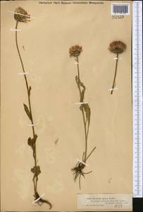 Klasea marginata (Tausch) Kitag., Middle Asia, Dzungarian Alatau & Tarbagatai (M5) (Kazakhstan)