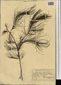Casuarina equisetifolia L., South Asia, South Asia (Asia outside ex-Soviet states and Mongolia) (ASIA) (India)