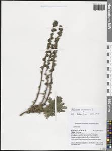Artemisia rupestris L., South Asia, South Asia (Asia outside ex-Soviet states and Mongolia) (ASIA) (China)
