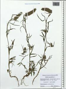 Trifolium angustifolium L., Caucasus, Krasnodar Krai & Adygea (K1a) (Russia)