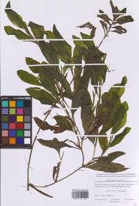 Potamogeton lucens L., Eastern Europe, Moscow region (E4a) (Russia)