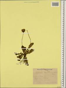 Leontodon caucasicus (M. Bieb.) Fisch., Caucasus, Krasnodar Krai & Adygea (K1a) (Russia)