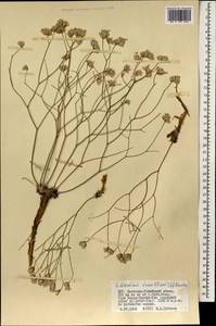 Limonium tenellum (Turcz.) Kuntze, Mongolia (MONG) (Mongolia)