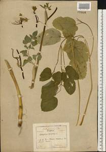 Laserpitium latifolium L., Eastern Europe, North-Western region (E2) (Russia)