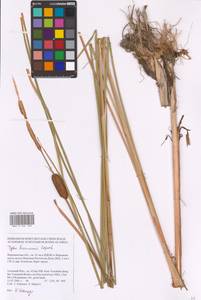 Typha laxmannii Lepech., Eastern Europe, Central forest-and-steppe region (E6) (Russia)
