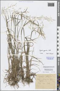 Agrostis gigantea Roth, Eastern Europe, Central forest-and-steppe region (E6) (Russia)