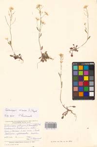 Arabidopsis arenosa (L.) Lawalrée, Eastern Europe, North-Western region (E2) (Russia)