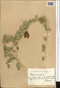 Capparis spinosa L., Middle Asia, Caspian Ustyurt & Northern Aralia (M8) (Kazakhstan)