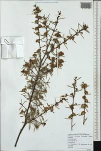 Hakea ruscifolia Labill., Australia & Oceania (AUSTR) (Australia)