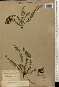 Astragalus sanguinolentus M.Bieb., Caucasus, Stavropol Krai, Karachay-Cherkessia & Kabardino-Balkaria (K1b) (Russia)
