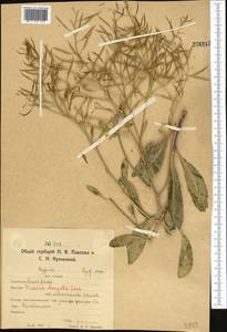 Brassica elongata subsp. integrifolia (Boiss.) Breistr., Middle Asia, Northern & Central Kazakhstan (M10) (Kazakhstan)
