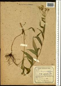Senecio nemorensis L., Siberia, Baikal & Transbaikal region (S4) (Russia)