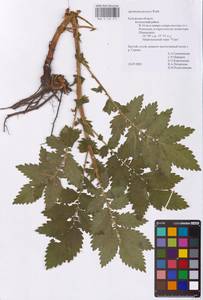 Agrimonia procera Wallr., Eastern Europe, Central region (E4) (Russia)