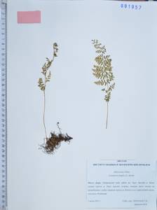 Cystopteris fragilis (L.) Bernh., Siberia, Russian Far East (S6) (Russia)