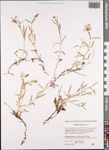 Dianthus repens, Siberia, Russian Far East (S6) (Russia)