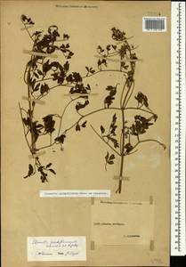 Clematis lathyrifolia Besser ex Rchb., Caucasus, Stavropol Krai, Karachay-Cherkessia & Kabardino-Balkaria (K1b) (Russia)
