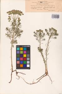 Euphorbia cyparissias L., Eastern Europe, North Ukrainian region (E11) (Ukraine)