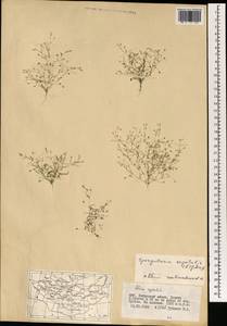 Spergularia segetalis (L.) G. Don fil., Mongolia (MONG) (Mongolia)