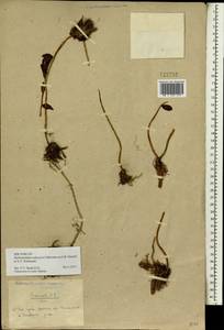 Hylotelephium pallescens (Freyn) H. Ohba, Siberia, Chukotka & Kamchatka (S7) (Russia)