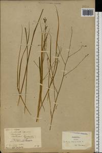 Anthericum ramosum L., Eastern Europe, North Ukrainian region (E11) (Ukraine)