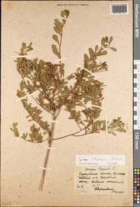 Spiraea crenata subsp. crenata, Eastern Europe, Lower Volga region (E9) (Russia)