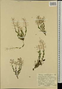 Noccaea cochleariforme (DC.) Á. Löve & D. Löve, Mongolia (MONG) (Mongolia)