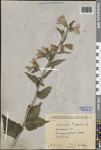 Campanula trachelium L., Eastern Europe, Central forest-and-steppe region (E6) (Russia)